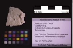 Foto (Objekt + Etiketten) von Cyclothyreus sp. (NHMW-GEO-1990-0041-0140)